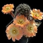 cactus inflorit - f frumos